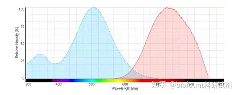 FM 4 64膜选择性红色荧光染料 知乎