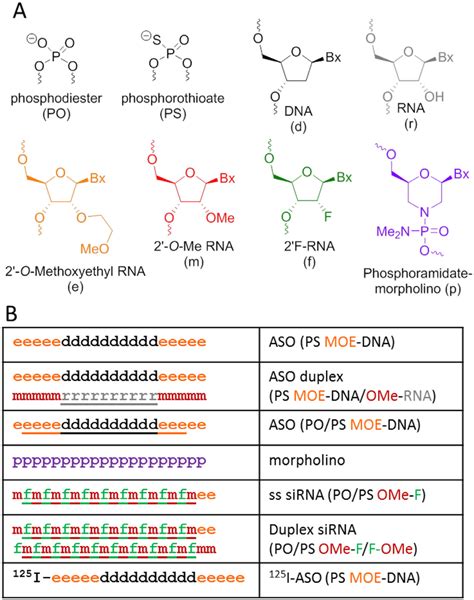 Illustration Of Antisense Oligomers Aso And Morpholinos A Detailed