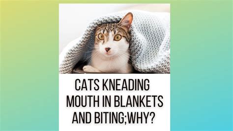 Cats Kneading Its Mouth In Blankets And Biting Them But Why