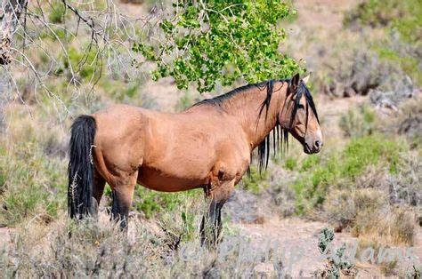 21 Nevada Mustangs ideas | wild mustangs, wild horses, mustang horse