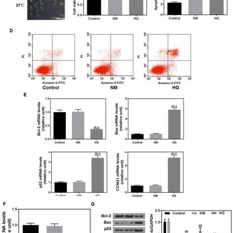 The Effects Of High Glucose Culture On Cell Proliferation And Apoptosis