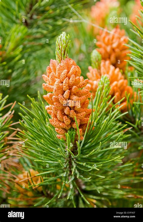 Close Up Flowering Pine Tree Stock Photo Alamy