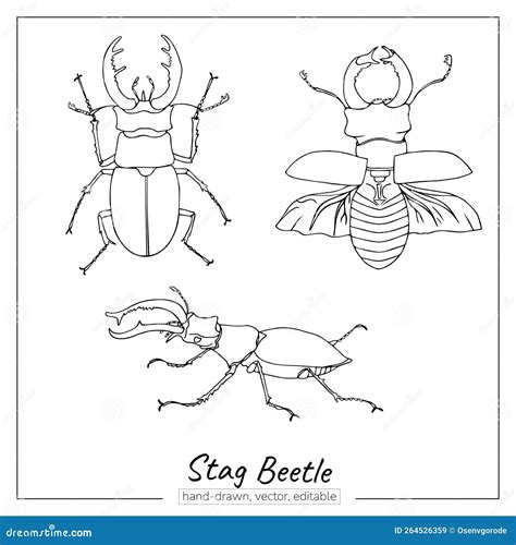 Stag Beetle Sketch. Linear Insect for Colouring Books, Zoology Books, Journals, Magazines. Stock ...