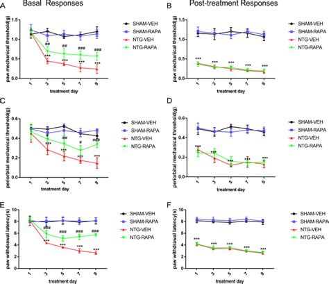 Autophagy Activation Attenuated Ntg Induced Basal Not Acute