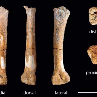 Location of Tabon Cave (Palawan, Philippines) and Callao Cave (Cagayan... | Download Scientific ...