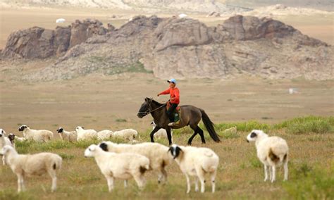 Mongolian Cattle