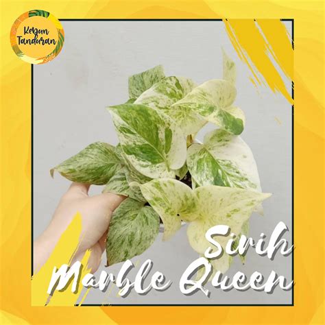 Jual Tanaman Hias Sirih Marble Queen Epipremnum Sirih Gading