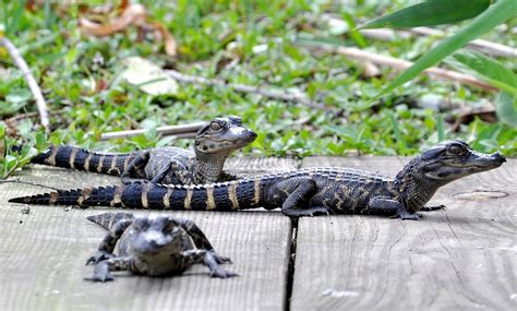 Everglades Airboat Tour - Everglades Safari Park | Groupon