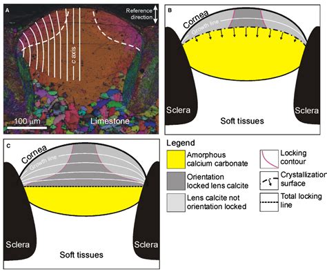 Taphonomy question - Questions & Answers - The Fossil Forum