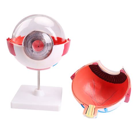 human eye model teaching aids model eyeball anatomy model teaching
