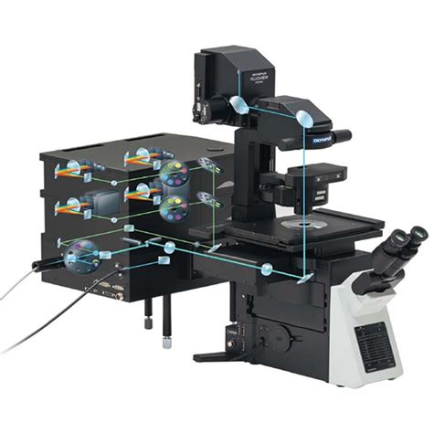 Confocal Microscopy