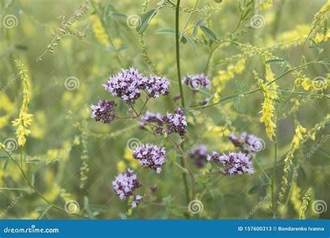 Oregano Flowers And Grass In The Garden Stock Image Image Of Violet