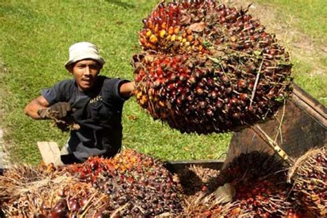 Dividen Astra Agro AALI Bagikan Rp 515 Saham