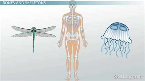 Skeleton Hydrostatic Skeleton Structure And Functions In, 59% OFF