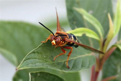 Do Cicada Killer Wasps Sting? Truth Revealed - What's That Bug?