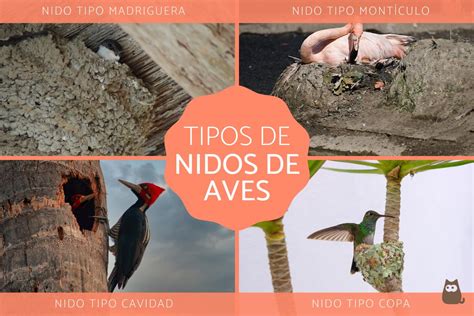 Dimensiones ideales para una casa de pájaros consejos y recomendaciones