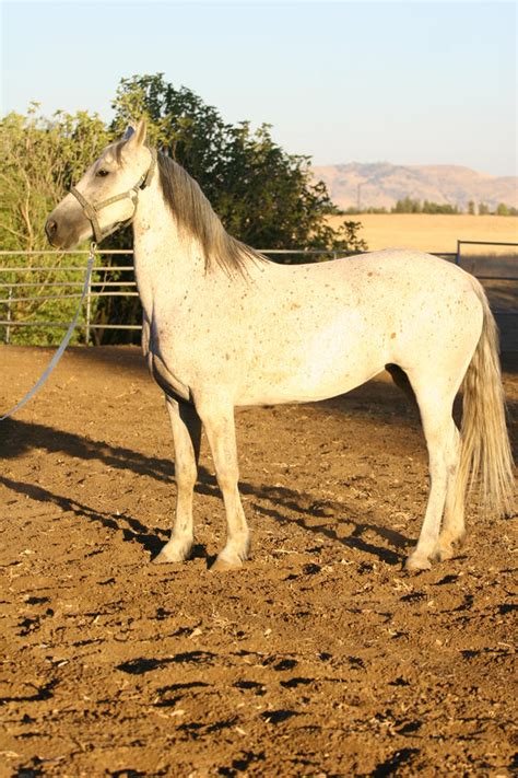 Gray Friesian Arabian Cross Horse Standing by HorseStockPhotos on ...