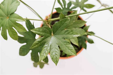 Japanese Aralia (Fatsia Japonica): Indoor Plant Care & Growing Guide