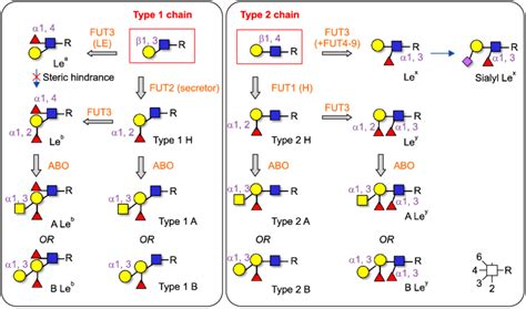 Formation Of Abo And Lewis Antigens From The Type And Type Chain