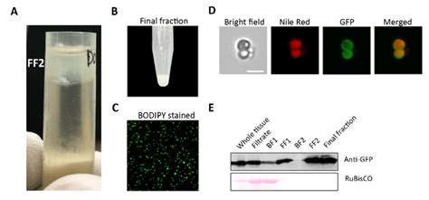 Lipid Droplet Ld Extraction From Leaves Of Senescent Plants A Image