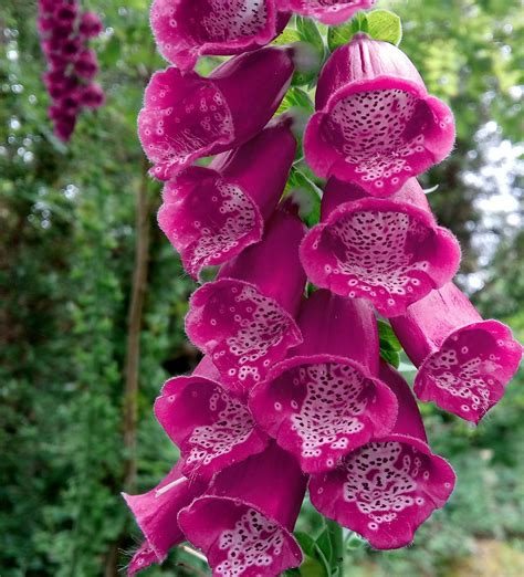 Foxglove Woodlawn Heritage Group