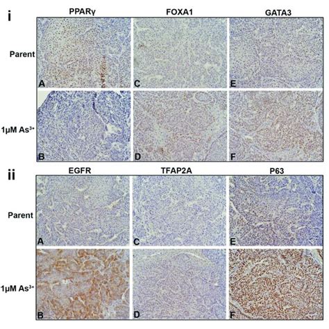 Histology Of The Tumors Produced By The Rt4 Cell Lines A Sq Tumor Download Scientific