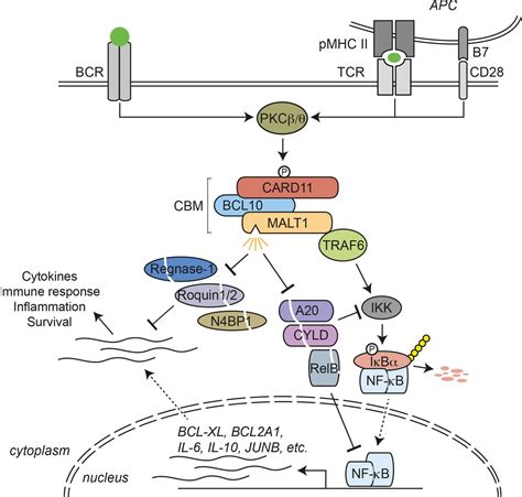 Combining Precision Oncology And Immunotherapy By Targeting The MALT1