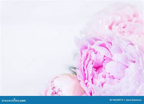 Grupo Fresco De Peônias Cor de rosa E Brancas Imagem de Stock Imagem