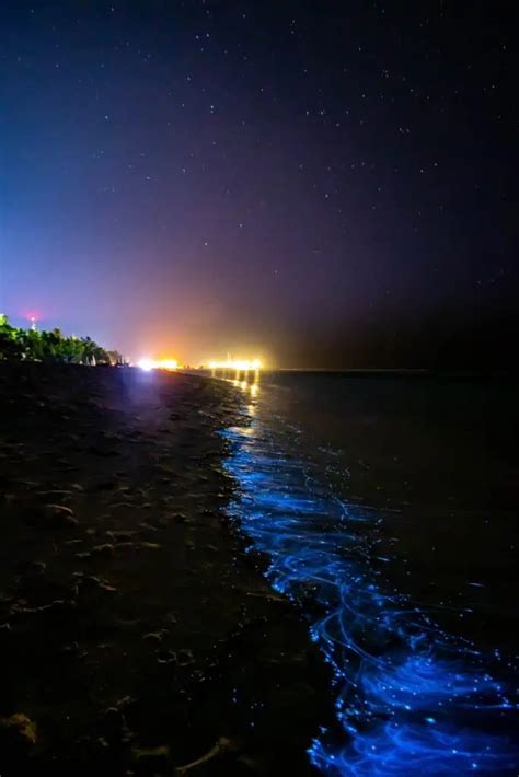 Cocoa Beach Bioluminescence All You Need To Know 2025 A