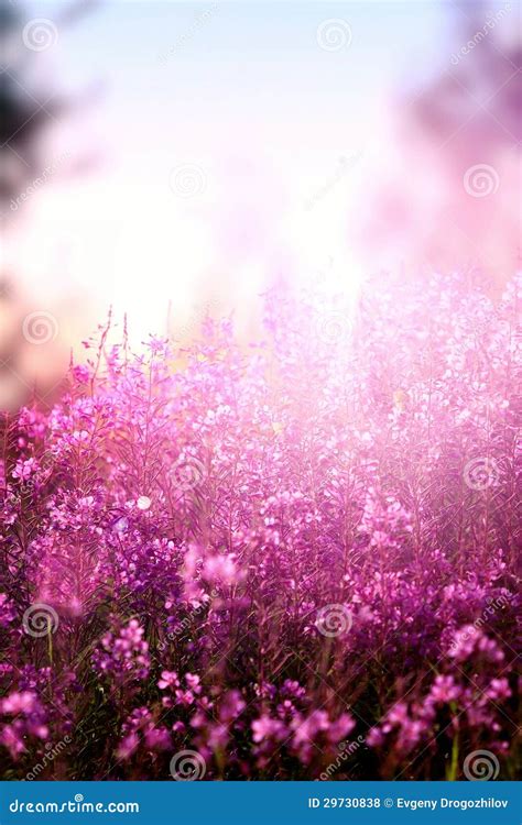 Lilac Wildflowers Stock Photo Image Of Pasture Herb 29730838