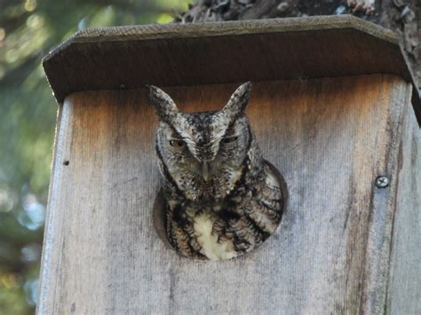 Great Horned Owl Nest Box