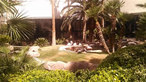 Wildlife Habitat at the Flamingo - Vegas Food & Fun