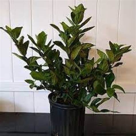 Viburnum Suspensum Etsy