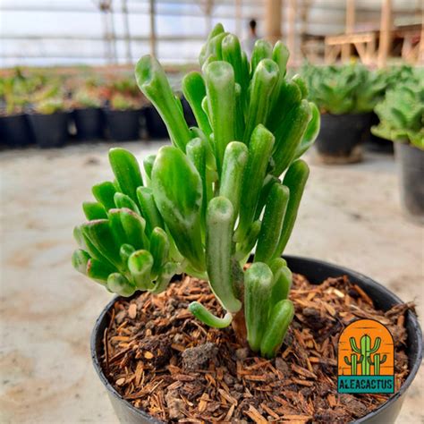 Jual KAKTUS SUKULEN Crassula Ovata Gollum Variegata Kab Bandung