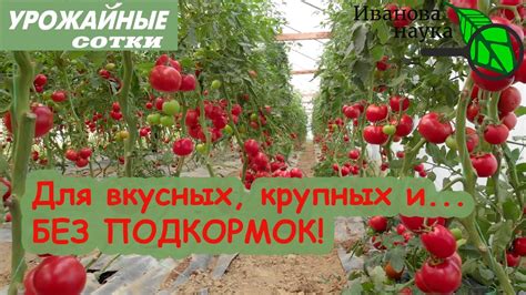 Монофосфат калия... НЕОБЯЗАТЕЛЬНО! Отличный вариант для вкусных и ...