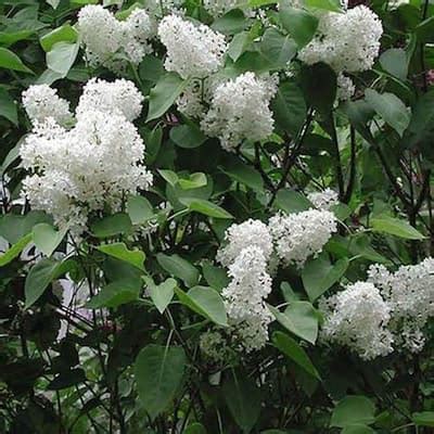 OnlinePlantCenter 1 Gal. White Common Lilac Shrub-S368212 - The Home Depot