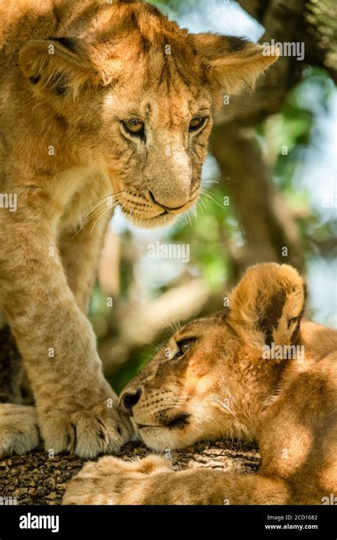 Lion Cub Lying Down High Resolution Stock Photography And Images Alamy