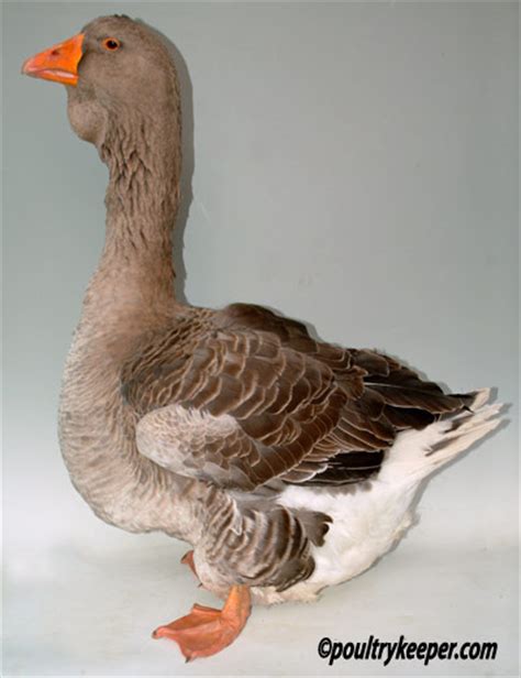 Toulouse Geese For Sale