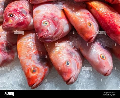 Red Tilapia Fish On Ice Background Stock Photo Alamy