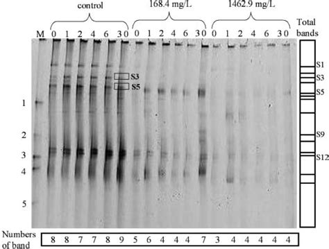 Denaturing Gradient Gel Electrophoresis Dgge Profile Of 16s Rdna Download Scientific Diagram