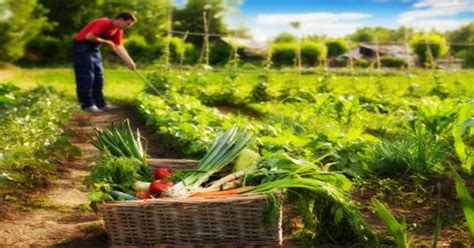 Organic Farming Types Advantages And Disadvantages Assignment Point