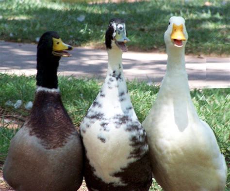 Singing Duck Trio Free Photo Download | FreeImages