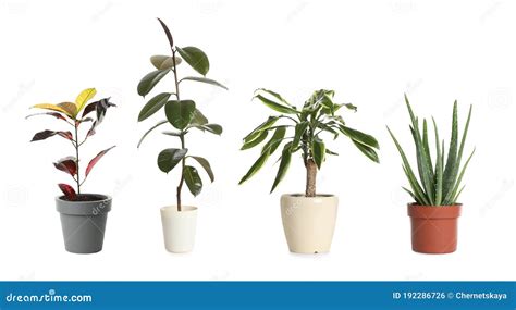 Conjunto De Diferentes Plantas Dom Sticas Em Vasos De Flores Sobre