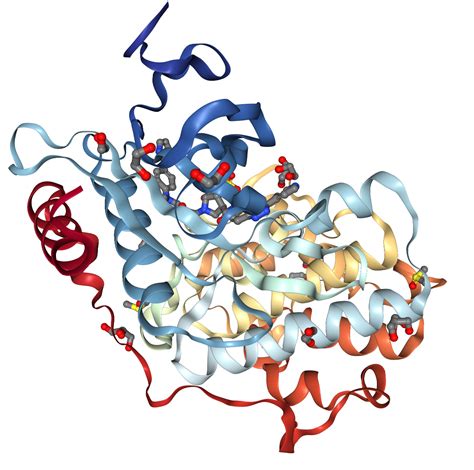 Erk Mapk Protein Overview Sino Biological