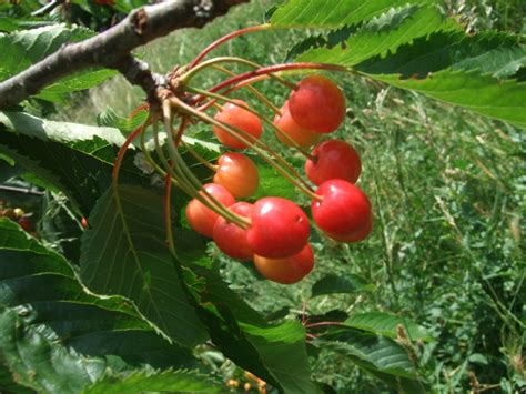 Wild Cherry Tree (Prunus avium) – Mill Road Cemetery