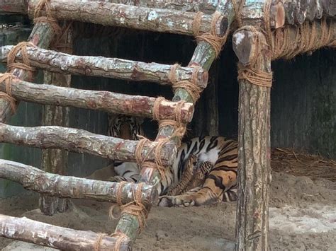 West Bengal Tigress Gives Birth To Three Cubs At Bengal Safari In Siliguri