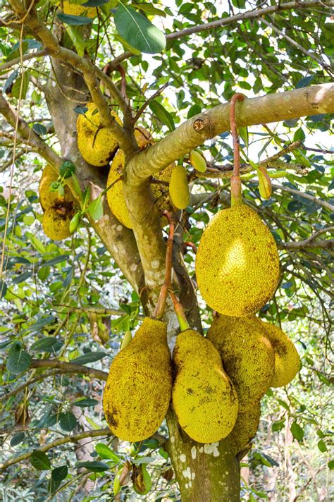 Jackfruit Care How To Grow Jackfruit Trees Jackfruit Tree