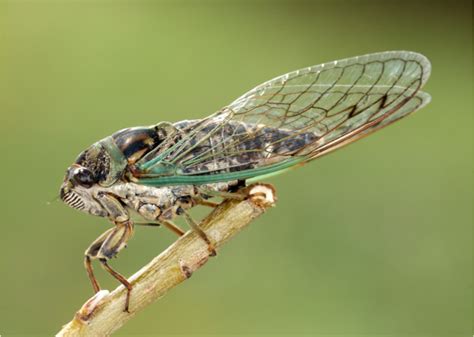 A Rare Historically Massive Cicada Season Is Coming How To Protect