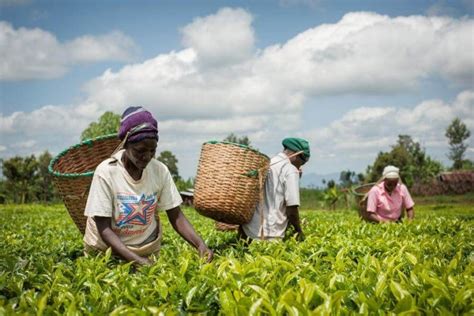 Livelihoods Funds Building Resilient Communities And Ecosystems