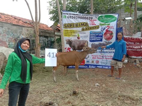 SAPI QURBAN 2020 No Sapi 41 GoQurban Jual Kambing Domba Sapi